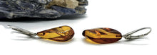 Load image into Gallery viewer, Baltic Amber Earrings, Pear Shaped, 50 million years old, Sterling Silver, Fossilized - GemzAustralia 